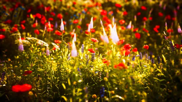 Sunset in the Wild Flower Field