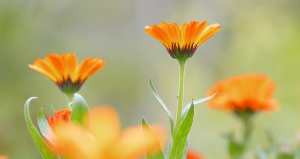 Orange daisy flower