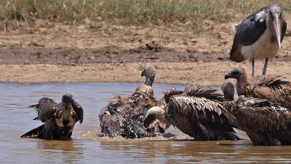 African white-backed vulture, gyps africanus, Group standing in Water, having Bath, Marabou Stork