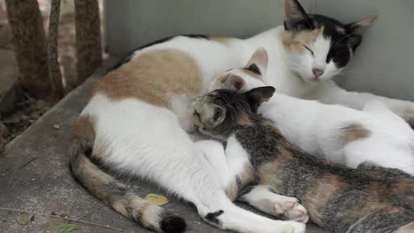 Stray Female Mother  Cat feeding her 2 kittens laying on the floor of an abandoned house backyard