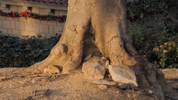 Street Tree Roots at the Park