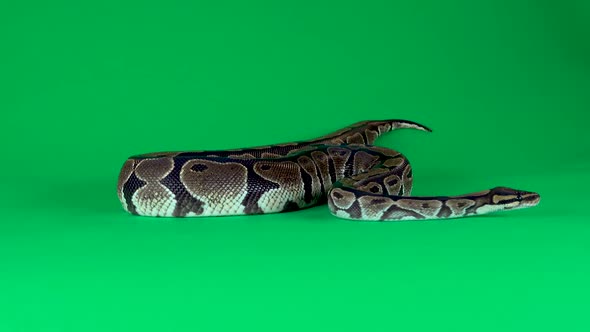 Royal Python or Python Regius Against a Green Background at Studio