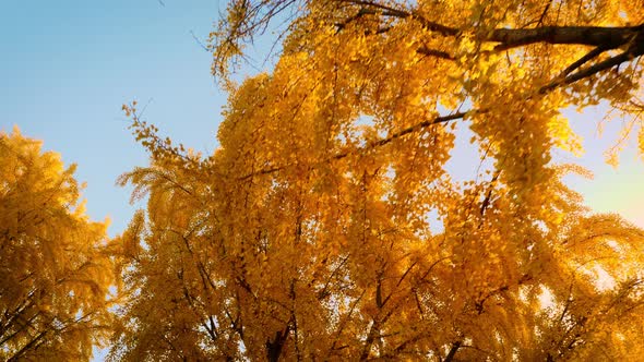 The bright yellow leaves of the Ginkgo Biloba tree in autumn