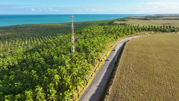 Coconut trees plantation near Gunga Beach at Maceio Alagoas Brazil.