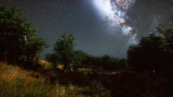 Green Trees Woods In Park Under Night Starry Sky