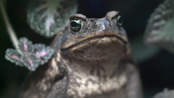 Close up footage of Cane Toad - half body view