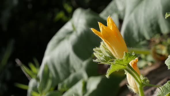 Details of pumpkin  squash plant slow-mo 1080p FullHD footage - Cucurbita pepo yellow flower  slow m