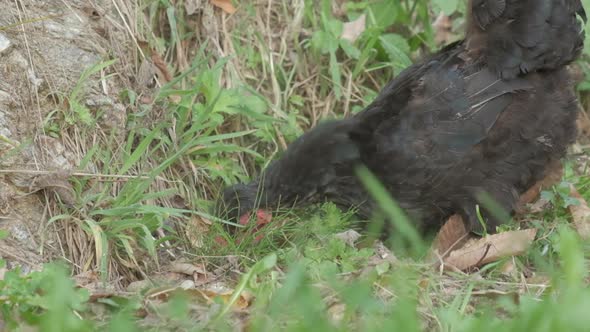 Black Rooster in Rural Farm