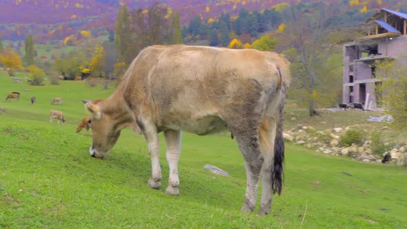 cow looks into the camera. mountains in Georgia, in Svaneti,