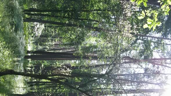 Vertical Video Aerial View Inside a Green Forest with Trees in Summer