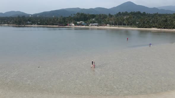 Thai Locals Gathering Clams During Low Tide In Tropical Beach Of Koh Phangan Thailand