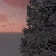 Pine and Snow - VideoHive Item for Sale