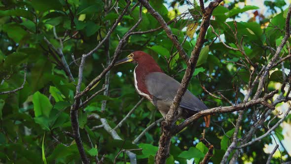 Rufescent Tiger Heron Tigrisoma Lineatum Bird in Nature