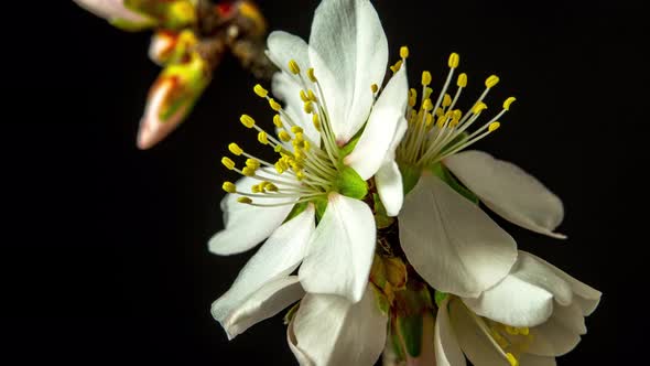 Almond Blossom Time Lapse on Black