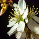 Almond Blossom Time Lapse on Black - VideoHive Item for Sale