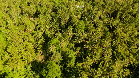 Tropical Landscape with Rainforest