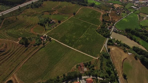 Aerial View of Vineyard Fields in Portugal Growing Rows of Grapes