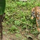 bengal tiger in a forest atmosphere - VideoHive Item for Sale