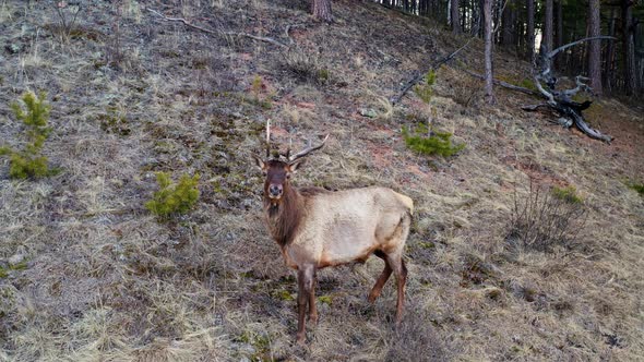 The Horned Male Maral Runs Away