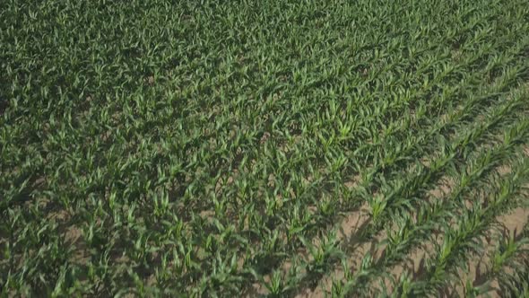 Aerial Flight Above Rural Countryside Landscape With Growing Young Corn Field