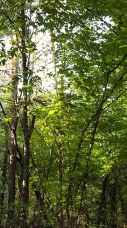 Vertical Video Autumn Forest with Trees By Day Slow Motion