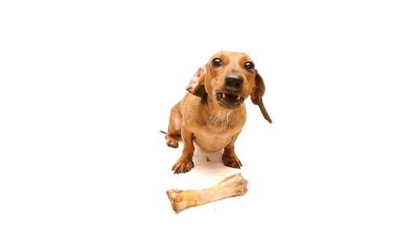 Dog Guarding a Bone