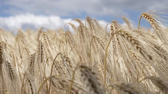 field of ripened wheat against the sky in Ukraine