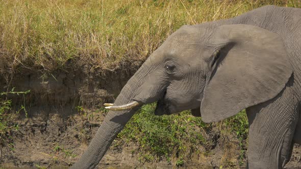 Elephant calf drinking water