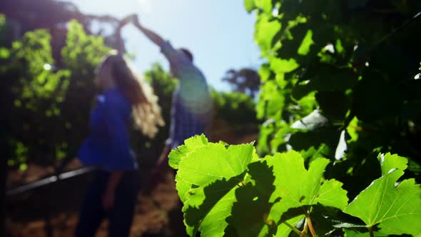 Couple dancing in vineyard