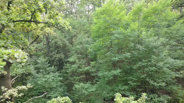 Aerial View of Green Forest in Summer. Ukraine. Slow Motion