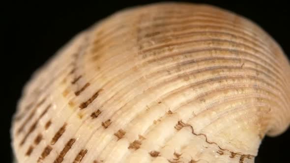 Colorful Sea Shell Isolated on a Black, Close Up, Rotation