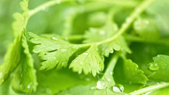 Super Slow Motion Shot of Water Drops Falling on Fresh Coriander at 1000Fps.