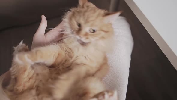 Cute Ginger Cat Trying To Bite Woman's Hands. Fluffy Pet Is Playing with Its Owner. Cozy Home.