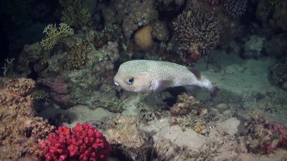 Spot-fin porcupinefish (Diodon hystrix) swimming over coral reef at night in the Red Sea