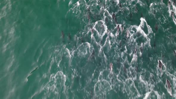 Aerial view of dolphins swimming in the ocean, Cape Town, South Africa.