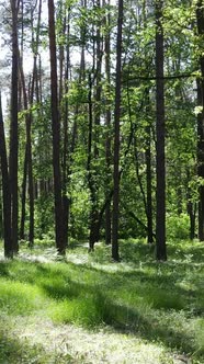 Vertical Video of a Forest with Trees