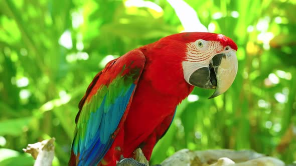 Colorful Portrait of Amazon Red Macaw Parrot Against Jungle