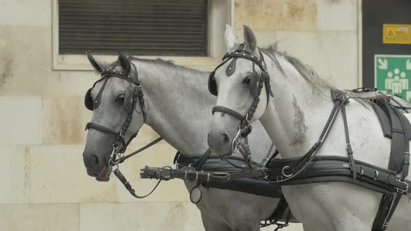 White horses with halters