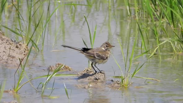 Alone Little Brown Bird Takes a Bath by the Water in Wetland