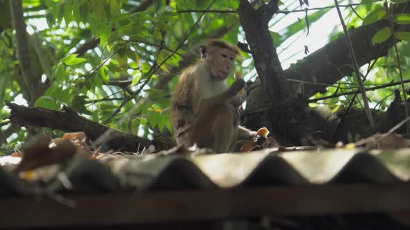 Wild Toque Macaque Sits on Roof and Enjoys Eating Fruits