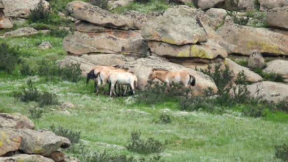 Wild Przewalski Horses in Real Natural Habitat Environment in The Mountains of Mongolia