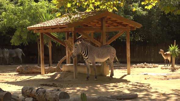 Zebra at Zoo