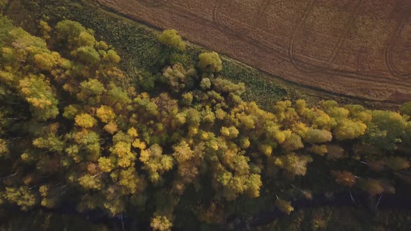 Aerial Footage of Golden Wheat Fields Before Harvest