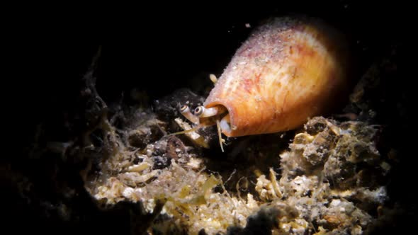 A Conch shell creature hunting during the night with its eyes poking out from its shell