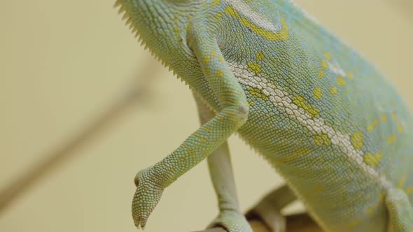 A Chameleon Sits on a Branch and Looks Around in Close Up on a White Background