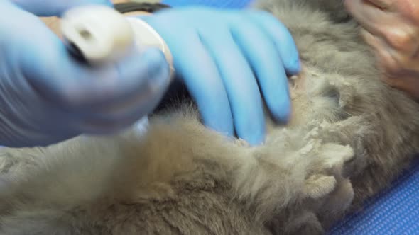 Ultrasound Diagnostic in Veterinary Clinic.