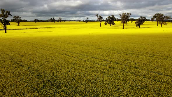 Canola fields with sunny skies using a drone in Western Australia