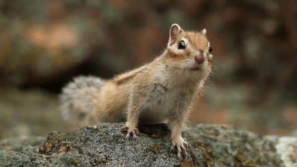 Close-up of a Little Curious Chipmunk Looking at the Camera. Slow Motion.