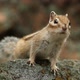 Close-up of a Little Curious Chipmunk Looking at the Camera. Slow Motion. - VideoHive Item for Sale