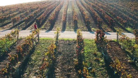 Beautiful Valley with Neat Rows of Vines Under the Bright Sun Lighting